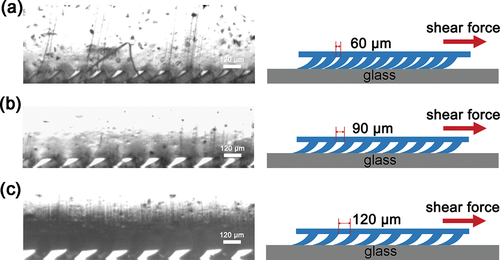 Figure 6. Deformation patterns of the microwedge elements of the (a) D-60, (b) D-90 and (c) D-120 samples under a shear force in the preferred direction.