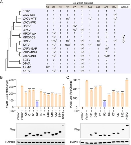 Figure 1. VACV N2 and MPXV P2 have the strongest ability to antagonize IFNB1 expression among Bcl-2-like proteins. (A) Amino acid analysis of Bcl-2-like protein orthologues of VACV-WR strain. Neighbour joining phylogenetic trees for poxvirus full-length coding sequences were constructed using Neighbour-joining (NJ) method in MEGA 6.0 with bootstrap value set to 1000. Asterisks (∗) indicate insertions and Asterisks (†) indicate codon deletions. N and C represent the N and C terminus, respectively. The number 1 indicates that the protein is present, while the number 0 indicates the absence of the protein. (B) Luciferase activity of lysates in HeLa cells transfected with IFN-β luciferase reporter (IFN-β-Luc) and Bcl-2-like proteins of VACV-WR or vector plasmid for 24 h, then infected with HSV-1 at MOI = 1.0 for 6 h. (C) Luciferase activity of lysates of HeLa cells that had been transfected with IFN-β luciferase reporter (IFN-β-Luc) and Bcl-2-like proteins of MPXV or vector plasmid for 24 h, then infected with HSV-1 at MOI = 1.0 for 6 h. Immunoblot analysis of the expression of each Bcl-2-like protein were shown under each bar chart. Data are shown as mean ± SD. ***P < 0.001 (One-way ANOVA followed by Dunnett’s test, vector and virus treatments as a control for multiple comparisons).