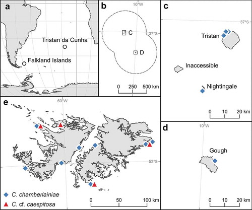 Fig. 1. Distribution maps of Corallina chamberlainiae and C. cf. caespitosa specimens collected from Tristan da Cunha (a–e) and the Falkland Islands (e). Points on the maps only include those for which there are specific locations or precise coordinates. Less localized distribution data are given in Supplementary table 1. The dashed line represents the boundary of the Tristan da Cunha Exclusive Economic Zone