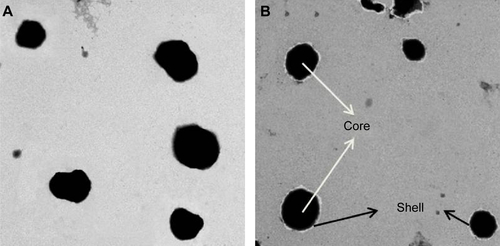Figure S2 Transmission electron micrographs.Notes: Micrographs of (A) CS-NPs and (B) E80/CS-NPs. Lipid shell can be observed on the surface of E80/CS-NP. The white arrows indicate the core of the NPs and the black arrows indicate the shell of the NPs.Abbreviations: CS, chitosan; E80, Lipoid E80; NP, nanoparticle.