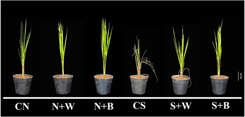 Figure 1. Phenotype assessment of salt tolerance in rice plants. The phenotype of rice plants from all the treatment groups: unstressed control (CN); weekly biostimulant treatment under non-stress condition (N+W); biweekly biostimulant treatment under non-stress condition (N+B); salt stress (200 mM NaCl) control (CS); salt-stressed plants with weekly biostimulant treatment (S+W); and salt-stressed plants with biweekly biostimulant treatment (S+B).