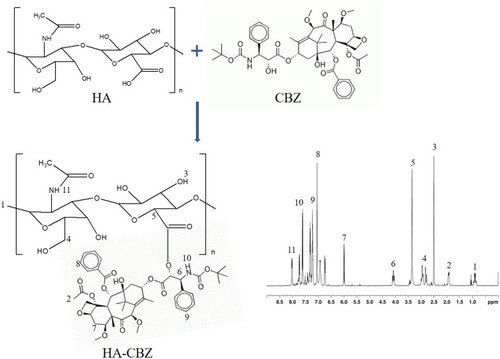 Figure 1 Synthesis and the 1H NMR spectrum of cabazitaxel-prodrug (HA-CBZ).