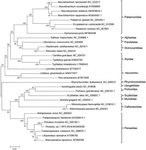 Figure 1. Phylogenetic tree of L. amboinensis and related species based on the maximum likelihood (ML) method.