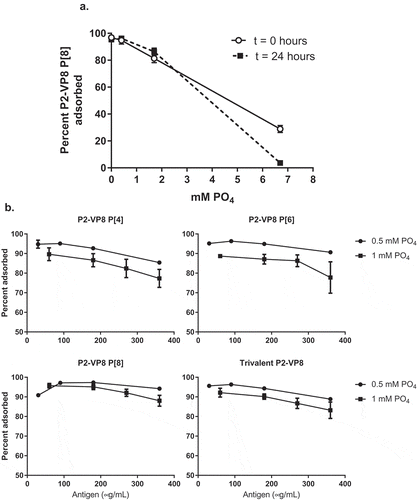 Figure 2. Influence of phosphate (PO4) concentration in buffer on P2-VP8* monovalent and trivalent adsorption to Alhydrogel, using the bicinchoninic acid assay. (a) The percent adsorption of monovalent P2-VP8* P[8] (120 µg/mL) to Alhydrogel (1.125 mg Al/mL) at different concentrations of PO4 buffer with 0.9% saline, pH ~7.2, was determined at time of formulation (circles) and after 24-hour incubation at 2°C to 8°C (squares) (n = 3 measurements). (b) The percent adsorption of P2-VP8* monovalent and trivalent antigens in 0.5 mM and 1 mM PO4 buffer for antigen concentrations ranging from 30 to 360 µg/mL. Values are the means ± standard deviations (n = 3 measurements).