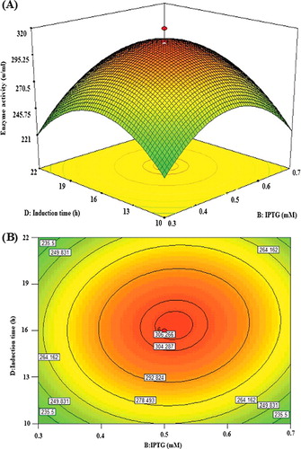 Figure 5. Graphs depicting the response surface plot (A) and contour plot (B) showing the effect of different IPTG concentration and induction time, and their mutual interaction in the lipase KV1 enzyme activity.