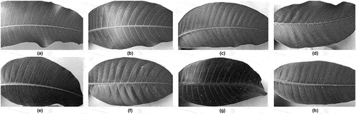 Figure 3. Conversion color to gray-scale with the 8-bit format; (a) Anwar-Ratul; (b) Chaunsa; (c) Langra; (d) Sindhri; (e) Saroli; (f) Fajri; (g) Desi; (h) Alo-Marghan.