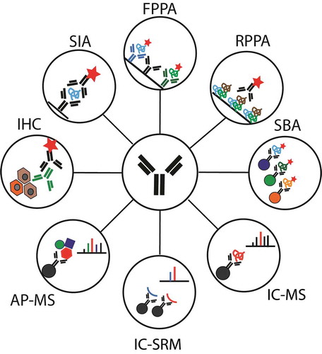 Figure 1. Schematic representation of immunocapture strategies discussed in this review. AP-MS: Affinity purification mass spectrometry for interaction studies; FPPA: Forward phase protein array; IC-MS: Immunocapture coupled to mass spectrometry (DDA or DIA); IC-SRM: Immunocapture coupled to SRM; IHC: Immunohistochemistry; RPPA: Reverse phase protein array; SBA: Suspension bead arrays; SIA: Sandwich immunoassay.