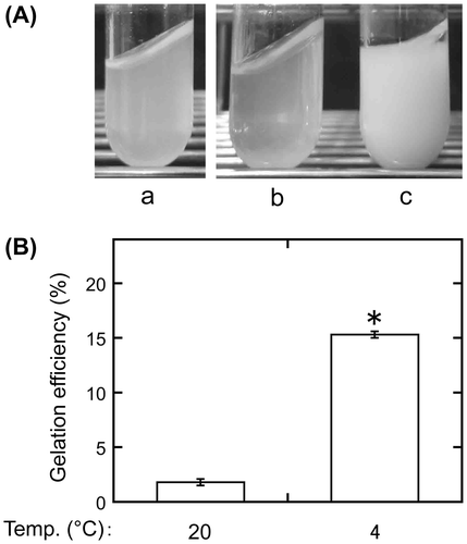 Figure 1. Gelation of sword bean extract. (A) Soaked sword beans were ground in distilled water. The suspension containing ground beans was then boiled and sieved through a cotton cloth (a). The extract was incubated at 20 °C (b) or 4 °C (c) for 1 day. The photographs of the extracts were taken while inclining the test tubes at 45°. (B) After incubation, the gelation efficiency (the weight of the wet precipitate as a percentage of that of the initial sample) was calculated. Data are expressed as the means ± standard deviations of three independent experiments. The statistical significance of differences was determined by the t-test. *p < 0.001.
