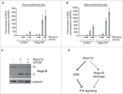 Figure 4. IFN suppression by Nogo is independent of the Ras/ERK pathway. (A and B) Enhancement of IFN response in Ras-transformed cells by MEK inhibitor (U0126) was compared between control and Nogo-KD cells. Cells were infected with increasing doses of reoviruses (MOI of 200 or 400 based on their titers in L929 cells) in the presence or absence of U0126 (10 μM). Data are presented as mean values with error bars showing the standard deviations. (C) Nogo-B cleavage was analyzed by western blot in cells treated with U0126 (10 μM) for 18 hr. (D) Schematic diagram of the proposed model. Ras-transformation suppresses IFN signaling by 2 separate but cooperative mechanisms, with the Ras/ERK and Nogo-B cleavage pathways representing the major and minor IFN inhibitory pathways, respectively.