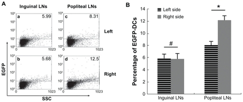 Figure 6 Analysis of EGFP fluorescence by flow cytometry. (A) EGFP fluorescence in both sides of inguinal and popliteal lymph nodes. (a) Left inguinal lymph node, (b) right inguinal lymph node, (c) left popliteal lymph node, and (d) right popliteal lymph node. (B) percentage of EGFP fluorescence on both sides of inguinal and popliteal lymph nodes).Notes: #P = 0.80 > 0.05; *P = 0.0000287 < 0.05.Abbreviations: EGFP, enhanced green fluorescent protein; LNs, lymph nodes; DCs, dendritic cells.