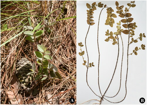 Figure 1. Polygala subopposita. (A) Habitats (photted by the Caizhi Biotechnology Co., LTD at wenshan city, Yunnan Province); (B) Specimen (made by the Caizhi Biotechnology Co., LTD).