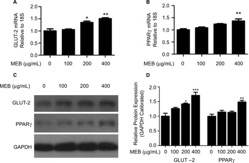 Figure 3 Effects of MEB on the mRNA expression of GLUT-2 (A), PPARγ (B), and protein expression of GLUT-2, PPARg (C and D). LO2 cells were maintained in DMEM supplemented with 10% FBS and incubated in a humidified incubator at 37°C in 5% CO2 for 24 h. Then, the cells were further incubated with MEB (100, 200, and 400 μg/mL) for another 24 h. Cells were then collected for quantitative real-time RT-PCR and Western blotting. All of the results are presented as the means±SD of three independent experiments (n=3). *p<0.05; **p<0.01; ***p<0.001.
