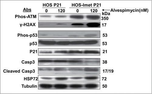 Figure 5. Activation of the DNA damage and apoptosis pathways in HOS cells treated with imetelstat and alvespimycin. Immunoblot analysis with the indicated antibodies (Abs) to examine the target proteins. Tubulin served as the protein loading control. The molecular weight markers are indicated on the right.