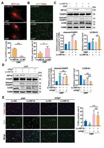 Figure 6. Overexpressing HIF1A induces autophagy activation and alleviates apoptosis of NPSCs under compression. (A) Ad-RFP-LC3 was used to label and detect LC3. After Ad-RFP-LC3 transfection, Lv-HIF1A-NPSC or Lv-NC-NPSC and followed by 48-h compression, the autophagy level was detected (above) and quantified (bottom). ***p < 0.001; Scale bar: 20 μm. (B) TUNEL staining of Lv-HIF1A-NPSC or Lv-NC-NPSC under compression. Transfected cells displayed green fluorescence, and TUNEL positive cells were emitting red fluorescence. Scale bar: 100 μm. The positive rate of TUNEL staining was shown in the subjacent chart. *p < 0.05. (C) Western blot analysis of key proteins in apoptosis and autophagy. Cells were transfected with Lv-HIF1A-GFP or Lv-NC-GFP and cultured with or without compression. Densitometric analysis was shown in the subjacent statistical chart. ns, non-significant; *, compared to the Lv-NC-NPSC group, **p < 0.01, ***p < 0.001. (D) Western blot analysis of key proteins related to apoptosis and autophagy in Lv-HIF1A-NPSC or Lv-NC-NPSC, which were transfected with siAtg7 or siNC. Densitometric analysis was shown in the right statistical chart. *, compared to the Lv-HIF1A-NPSC+CMP group, *p < 0.05, **p < 0.01, ***p < 0.001. (E) TUNEL staining (red signal) of Lv-HIF1A-NPSC or Lv-NC-NPSC transfected with siAtg7 or siNC under compression. Scale bar: 50 μm. The positive rate of TUNEL staining was shown in the right chart. ns, non-significant; *, compared to the Lv-NC-NPSC+CMP group, *p < 0.05, **p < 0.01, ***p < 0.001