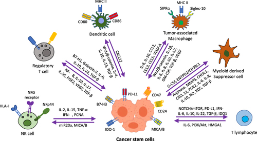 Figure 2 A diagram illustrating the crosstalk between cancer stem cells and different immune system cells.