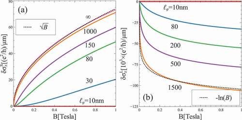 Figure 4. The magnetoconductivity δσz(B) in the (a) SR limit and (b) LR limit for different phase coherence lengths ℓϕ, which are represent by the different color [Citation54].