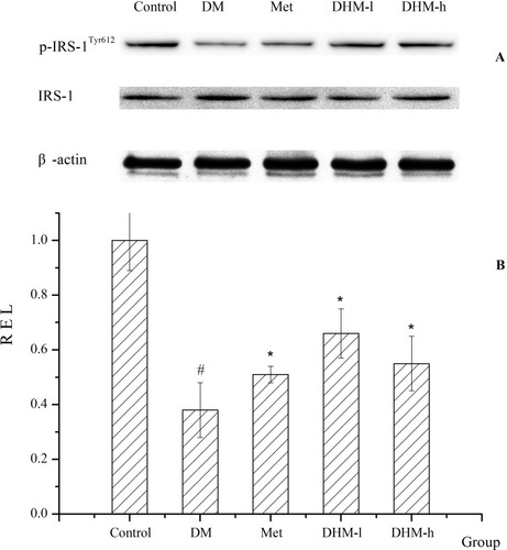 Figure 8 Protein expression of ISR-1 and p-ISR-1Tyr612. The protein expression of insulin receptor substrate 1 and phosphorylated insulin receptor substrate 1 in liver tissue are shown in (A). The quantitative analysis is shown in (B). The results indicate that the levels of phosphorylation of ISR-1 Tyr612 were markedly reduced in the db/db mice compared with the normal control group. Increased ISR-1 Tyr612 phosphorylation was observed in the liver tissue of the DHM group. The DHM-administered group showed higher ISR-1 Tyr612 phosphorylation than that in the diabetic model group, and the difference was statistically significant. As expected, ISR-1 Tyr612 phosphorylation increased significantly in the Met group. *p<0.05 compared with the DM group. # p<0.05 compared with the control group.