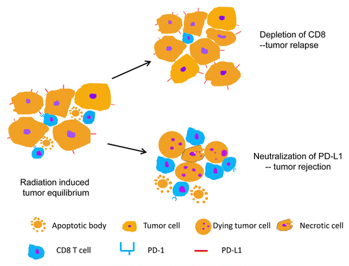 Figure 1. Shifting the equilibrium between the proliferation and T lymphocyte-mediated killing of malignant cells in radiation-stabilized tumors. Within irradiated tumors, an equilibrium is established between proliferating cancer cells and the cytotoxic activity of tumor-specific T lymphocytes. When the equilibrium is compromised by alterations that affect the cytotoxic potential of T cells, neoplastic lesions relapse. Conversely, the neutralization of immunosuppressive molecules such as programmed cell death ligand 1 (PD-L1) tilts the balance toward tumor rejection.