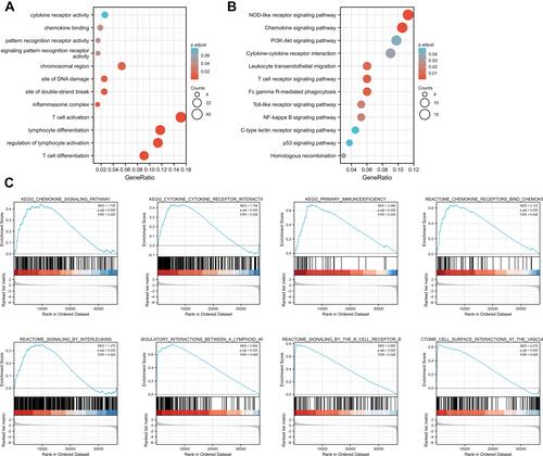 Figure 6 Enrichment analysis of SLFN11 expression-correlated DEGs in ccRCC. (A) GO enrichment analysis. (B) KEGG enrichment analysis. (C) Enrichment plots by GSEA. KEGG pathways included chemokine signalling pathways, cytokine-cytokine receptor interactions, and primary immunodeficiency; the REACTOME signalling pathway included chemokine receptor binding to chemokines, interleukin signalling, immunomodulatory interactions between lymphocytes and nonlymphoid cells, B-cell receptor signalling and interaction of the cell surface with the vessel wall.