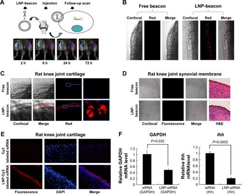 Figure 4 siRNA could be delivered into cartilage cells by LNPs and functioned in vivo.Notes: Fluorescent signals could be detected by fluorescence molecular tomography in the LNP-beacon-treated mouse knee joint (red rectangles). In contrast, no fluorescent signal could be detected in the free-beacon-treated mouse knee joint (yellow rectangles) (A). The LNP-beacon-treated cartilage was further observed by confocal microscopy, and red signals were located in all of the cartilage tissue layers. In contrast, no signal was detected in the free-beacon-treated cartilage; magnification ×10 (B). Similar to mice cartilage data, red signals were present in the LNP-beacon-treated rat knee joint cartilage, whereas no signal was found in the free-beacon-treated rat knee joint cartilage; magnification ×10 for panels on the left and magnification ×20 for the insets (C). No positive signal could be detected by confocal microscope from either LNP-beacon-treated or free-beacon-treated rat knee joint synovial membrane; magnification ×10 (D). Fluorescent signals could be detected by fluorescence microscopy in the LNP-Cy3-labeled siRNA-treated rat knee cartilage. In contrast, no fluorescent signal was detected in the free Cy3-labeled siRNA-treated rat knee cartilage; magnification ×10 (E). After 24 hours of in vivo treatment with LNP-GAPDH siRNA or LNP-Ihh siRNA, cartilage GAPDH mRNA decreased by 51.8% and Ihh mRNA decreased by 79.7% (F).Abbreviations: GAPDH, glyceraldehyde-3-phosphate dehydrogenase; Ihh, Indian Hedgehog; LNP, lipid nanoparticle; siRNA, small interference RNA.