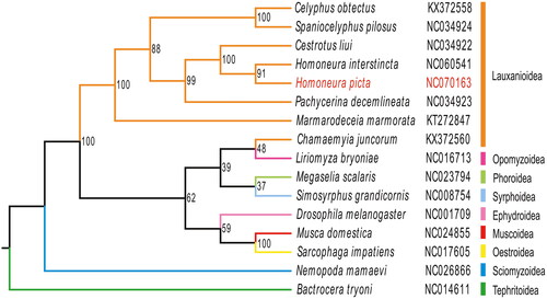 Figure 3. The phylogenetic tree was developed using the maximum-likelihood method, based on 13 PCGs and 2 ribosomal genes in the mitochondrial genome; the third locus of the mitochondrial genes was removed through nucleotide sequencing. The following sequences were used: NC060541 (unpublished), NC070163 (this study), NC034922, NC034923, KX372558, NC034924 (Li et al. Citation2017), KT272847 (Junqueira et al. Citation2016), NC014611 (Nardi et al. Citation2010), NC026866 (Li et al. Citation2015), NC001709 (Lewis et al. Citation1995), NC024855 (Li et al. Citation2016), NC017605 (Nelson et al. Citation2012), KX372560 (Li et al. Citation2017), NC023794 (Zhong et al. Citation2016), NC016713 (Yang et al. Citation2013), NC008754 (Cameron et al. Citation2007).