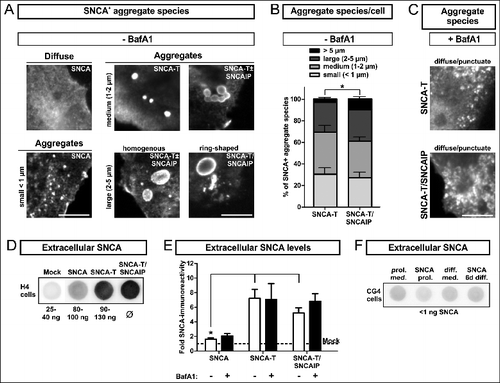 Figure 1. BafA1 treatment modulates aggregate formation and levels of extracellular SNCA in transfected H4 cells. (A) to (C): Immunocytochemistry of H4 cells transfected with SNCA, SNCA-T and SNCA-T and SNCAIP: (A) Large aggregates of different size and morphology can be observed after transfection with high-aggregating SNCA-T and SNCAIP whereas SNCA only occasionally leads to smaller intracellular aggregates sized below 1 μm. Scale bar: 5 μm. (B) Quantification of differentially sized aggregates per cell in H4 cells transfected with SNCA-T alone compared to cotransfection of SNCA-T with SNCAIP. (C) Treatment with 200 nM BafA1 for 12 h results in smaller and more punctate intracellular structures. (D) to (F): Dot blot analysis of extracellular SNCA in the conditioned medium of H4 neuron-like cells and CG4 oligodendroglial cells: (D) Representative dot blots of H4 cell medium containing extracellular SNCA. Recombinant SNCA is used as quantification standard. (E) Dot blot quantification of extracellular SNCA levels in similar volumes of conditioned medium of H4 cells expressing high-aggregating SNCA-T compared to low-aggregating SNCA and mock-transfected control cells 36 h post-transfection. Treatment with 200 nM BafA1 for 12 h results in slightly increased levels of extracellular SNCA in the medium of H4 cells transfected with SNCA, and both SNCA-T and SNCAIP compared to untreated cells. (F) Representative dot blots showing a lack of extracellular SNCA in supernatants of undifferentiated and 6 d differentiated rat oligodendroglial CG4 cells overexpressing SNCA to exclude nonspecific SNCA release. All values are presented as mean + s.e.m; (*) P = 0.009.