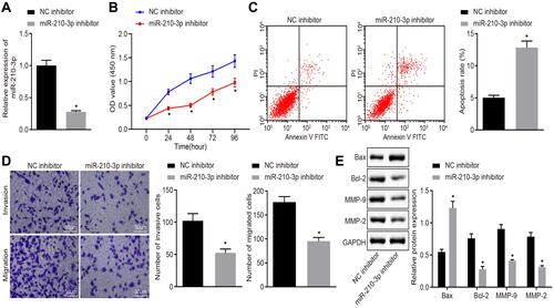 Figure 2 Inhibition of miR-210-3p diminishes A549 cell viability, migration, and invasion while inducing apoptosis. (A) Verification of miR-210-3p inhibition in A549 cells treated with miR-210-3p inhibitor by real-time qPCR. (B) Viability of A549 cells treated with miR-210-3p inhibitor was examined by CCK-8 assays. (C) Apoptosis of A549 cells treated with miR-210-3p inhibitor was analyzed by flow cytometry. (D) Representative view (×200) of A549 cells treated with miR-210-3p inhibitor migrating from upper transwell chambers into lower well and statistics of migrating cells; Representative view (× 200) of cells invading from Matrigel-coated chambers into lower wells and statistics of invading cells. (E) Immunoblots and quantification of Bax, Bcl-2, MMP-2, and MMP-9 in A549 cells treated with miR-210-3p inhibitor. *p < 0.05 compared to NC inhibitor by unpaired t-test or by repeated measurement ANOVA adjusted by Bonferroni test (only for B).