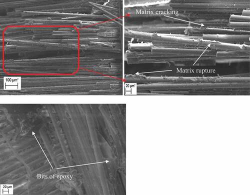 Figure 7. Fracture surface SEM image of sea water-soaked specimens.