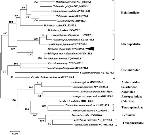Figure 1. Maximum-likelihood (ML) phylogenetic tree based on the complete mitochondrial genomes of 27 species. Values along branches correspond to ML bootstrap percentages. The phylogenetic position of Stichopus chloronotus was marked with a dark-triangle.