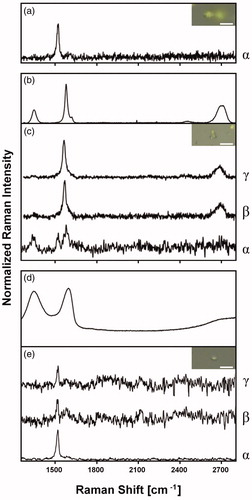 Figure 3. Raman spectra and respective Raman images (bar = 10 µm) of Trebouxia gelatinosa after short-term exposure to 50 µg mL−1 GBMs. Representative Raman spectrum of GBMs-free algae (a); few-layers graphene (FLG) (b); water-washed, FLG-exposed algae (c); graphene oxide (GO) (d); water-washed, GO-exposed algae (e). Power density (mW µm−2): 0.6 (α); 3.0 (β); 6.0 (γ).
