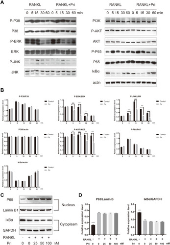 Figure 4 Pri attenuated RANKL-stimulated ERK, JNK and AKT signaling pathways. (A) Pri inhibited the phosphorylation of ERK, JNK and AKT. (B) Quantification of MAPK, NF-κB and AKT signaling pathway proteins expression levels (n=3). (C) Pri did not affect the translocation of the p65 and IκBα degradation induced by RANKL. (D) Quantification of nuclear p65 and cytosolic IκBα expression levels (n=3). Data represent mean ± SD, **P < 0.01, ***P < 0.001 relative to RANKL-only-treated control.