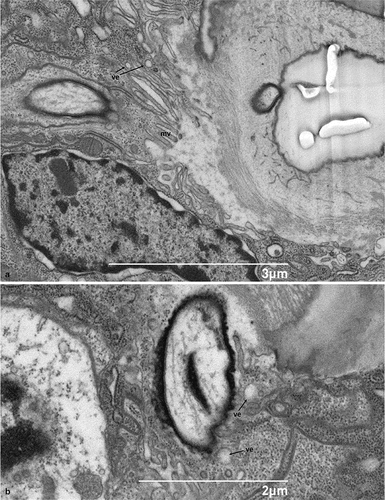 Figure 7. Scanning electron micrograph of the sagittal section of the socket of the hastiseta: A- B. Details of the apical microvillated membrane in hastisetae accessory glands. mv - microvilli, ve - vesicles.