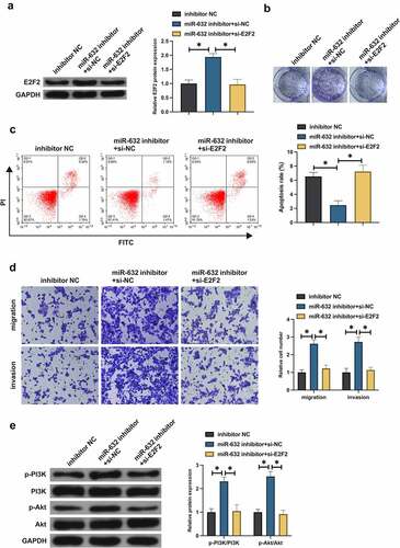 Figure 4. MiR-631 exerts an influence on the malignant behavior of NSCLC via modulating E2F2.