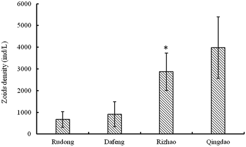 Fig. 10. Density of filamentous Ulva species developed from microscopic propagules in seawater samples collected from four investigated areas of the Yellow Sea. Error bars represent standard deviation (n = 3). *Surface seawater samples in the Rizhao area were provided by Dr Liang Hua from the Marine Scientific Research Institute of Shanghai Ocean University.