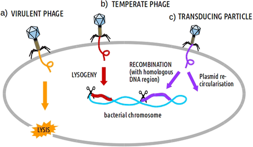 Fig. 1 Infection and injection of DNA carried by phages or transducing particles into a bacterial cell.Different processes affecting bacteria can be induced afterwards such as: a lysis (by virulent phages), b lysogeny (by temperate phages) and c DNA recombination/transduction (by transducing particles)