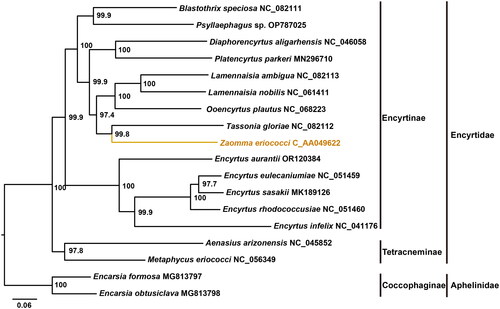 Figure 3. The maximum-likelihood (ML) phylogenetic tree of encyrtidae based on concatenated 13 mitochondrial protein coding genes. All species involved in the tree have scientific names with accession number on right side.