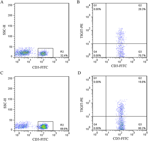 Figure 5 Flow cytometry histograms of CD3+ and TIGIT+ T cells in PBC patients (A and B) versus healthy controls (C and D).