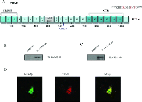 Figure 1.  Functional domains and mutants of chromosome maintenance1 (CRM1). (A) Schematic structure of CRM1. Boxes 1–19 represent the HEAT repeat motifs, as defined by homology modeling. The CRIME domain (CRM1, importin β, etc.), which shares homology with importin β, and the acidic loop are involved in RanGTP binding. RanBP3-binding domain is indicated by green color. Modification of Cys528 by LMB targets the region involved in NES binding (Hamamoto et al. 1985; Nishi et al. 1994; Kudo et al. 1999). The C-terminal fragment corresponding to residues 707–1034 (CTR) is indicated by blue color. The consensus motif of Protein Kinase A (PKA) phpsphorylation site (Ser 1055) in the C-terminal domain is indicated above. The C-terminal GST fusion protein fragment region (960–1120 aa) is shown below. (B and C) Reciprocal Immunoprecipitation (IP) and Immunoblotting (IB) from HEK 293 cells. CRM1 and 14-3-3 immunoprecipitates were analyzed using anti-14-3-3 or anti-CRM1 antibody. Negative IP control was normal rabbit antibody. (D) Confocal microscopy. Endogenous CRM1 (red) or 14-3-3 (green) in HEK 293 cells was visualized using appropriate primary antibodies, and Alexa Fluor 568-conjugated secondary antibodies. Merged image (yellow) shows coincident distribution of wild type CRM1 and 14-3-3 proteins. Figures represent three or more independent experiments.