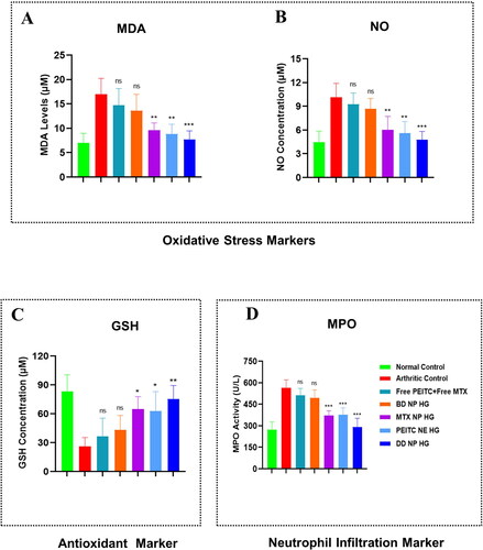 Figure 8. Evaluation of oxidative stress, antioxidant, and neutrophil infiltration markers in FCA-induced RA rats. Effect of dual-drug nanoparticles loaded hydrogel on serum concentration of (A). MDA (B). NO (C). GSH and (D). MPO. On day 33, the serum of the different treatment groups was collected and quantified. The data are represented as mean ± SD (n = 4). The values were statistically examined using a one-way ANOVA test. Statistical significance: *p < 0.05, **p < 0.01, ***p < 0.001 and ns-non significant.MDA: Malondialdehyde, NO: Nitric oxide, GSH: Glutathione, and MPO: Myeloperoxidase.