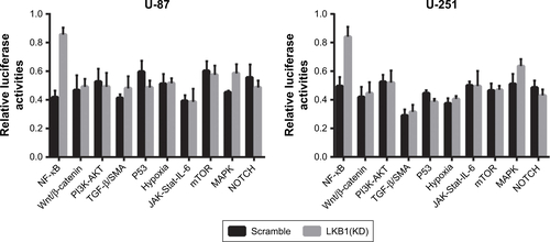 Figure S6 Sluciferase reporter assay to screening signaling pathway.Abbreviations: HGG, high grade glioma; LGG, low grade glioma; LKB1, liver kinase B1; KD, knockdown.