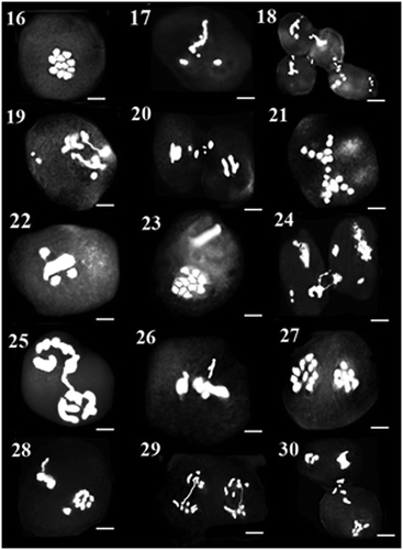 Figure 16–30. 16–21: Meiosis in MAC89 population: 16: diakinesis; 17: metaphase I with precocious chromosome; 18: cytomixis in metaphase I; 19: anaphase I with bridge and fragment chromosome; 20: cytomixis in metaphase II; 21: anaphase I with laggard. 22–25: Meiosis in LAE35 population: 22: metaphase I with precocious chromosome; 23: metaphase II with asynchronous nuclei; 24: cytomixis in diakinesis; 25: telophase I with bridge. 26–30: Meiosis in LAC28 population: 26: metaphase I with precocious chromosome; 27: anaphase I; 28: metaphase II with asynchronous nuclei and precocious chromosome; 29: anaphase II with bridge; 30: cytomixis. Scale bars: 5 μm.