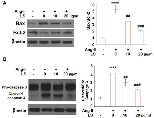 Figure 8 Loxoprofen sodium prevented Ang-II- induced reduction of Bcl-2 and an increase in expression of Bax and cleavage of caspase-3. Cells were treated with 10 µM angiotensin II in the presence or absence of loxoprofen sodium (10, 20 μg/mL) for 24 h. (A) Expression of Bax and Bcl-2 (N=3); (B) cleavage of caspase-3; (****, P<0.0001 vs vehicle group; ##, ###, P<0.01, 0.001 vs Ang-II treatment group, N=3).