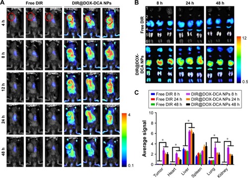 Figure 4 In vivo imaging and biodistribution study. (A) Real-time in vivo fluorescence images of free DIR and DIR@DOX-DCA NPs in B16F10 tumor-bearing mice at 4 h, 8 h, 12 h, 24 h and 48 h. The red circles indicate the site of tumors. (B) Ex vivo fluorescence images of tumors and main organs at 8 h, 24 h and 48 h in the group of free DIR and DIR@DOX-DCA NPs. 1, tumor, 2, heart, 3, liver, 4, spleen, 5, lung, 6, kidney. (C) Semi-quantitative fluorescence results of tumor and main organs. Data are presented as the mean ± SD (n = 3, *p < 0.05).Abbreviations: DIR, 1,1′-dioctadecyl-3,3,3′,3′-tetramethylindotricarbocyanine iodide; DOX, doxorubicin; DCA, dichloroacetate; NPs, nanoparticles.