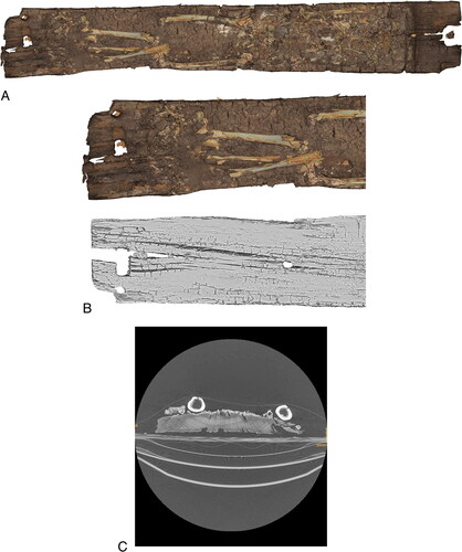 Fig 4 Domburg-Schuitvlotstraat: ZAD00066 in 2017. (A) top view of the in situ burial on the plank. The photo-realistic render is the result of the structured light scan. (B) top and bottom view of part of the burial. The bottom view was created through manipulation of the CT data. This revealed signs of reuse of the wood, such as the hole in the middle of the plank, which are otherwise obscured by the in situ remains. (C) CT cross-section, near the top of the femurs. Images by Panoptes Heritage.