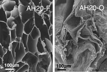 Figure 7 SEM images of the AH20-F (freeze-dried) and AH20-O (oven-dried) scaffolds.