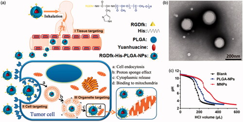 Figure 1. (a) Schematic fabrication of intelligent RGDfk–histidine–PLGA-NPs for pulmonary mitochondrial-targeted drug delivery. (b) TEM images of yuanhuacine/MNPs. (c) Acid titration profiles of blank solution, PLGA-NPs, and MNPs solutions.