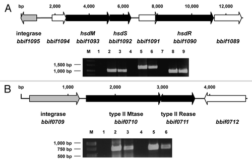 Figure 1. (A) Genetic organization and expression of the genes of the Type I R-M system of B. bifidum S17. The hsdM, hsdS and hsdR genes (black arrows) encoding the methyltransferase, sequence recognition and restriction subunit are located in close proximity to a putative integrase gene (gray). (B) Genetic organization and expression of the genes encoding the Type II R-M system of B. bifidum S17 with methyltransferase (bbif0710) and restriction endonuclease genes (bbif0711; black arrows) and the adjacent integrase gene (gray). Expression of all genes was analyzed in RNA samples of bacteria harvested in exponential growth phase by reverse transcription PCR. Negative controls (no reverse transcription; middle) and positive controls (PCR on chromosomal DNA, right bands) were included. Gels were loaded with samples as follows: RT-PCRs in lanes 3, 6 and 9 (3: hsdM; 6: hsdS and 9: hsdR in A; 3: bbif0711 and 6: bbif0711 in B) and corresponding negative (lanes 1, 4, 7) and positive controls (lanes 2, 5 and 8).