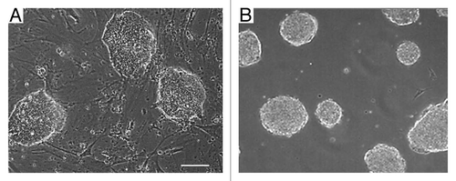 Figure 1 Embyryonic stem cell colonies grow as 3D structures. (A) Micrographs of dome-shaped murine embryonic stem cell (mESC) colonies growing on top of murine embryonic fibroblasts (MEF) and (B) embryonic stem cell (ESC) aggregates in forming embryoid bodies (EB) in suspension culture. Scale bar = 50 µm.