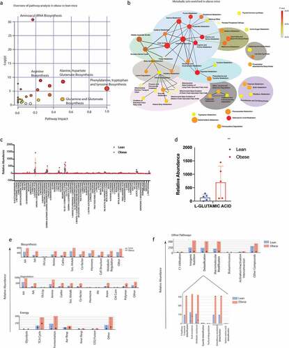 Figure 4. Serum metabolomics of lean and obese animals using IROA: Pathway Analysis of obese vs lean animals using MetaboAnalyst showing enrichment of critical pathways (a). MSEA of obese animals (b). Relative abundance of metabolites in lean vs obese animals (c). Obese mice showed an increase in glutamic acid (d). Metacyc showed relative changes in the metabolic pathways in lean and obese animals (e). Drug detoxification pathways were enriched in obese animals (f).