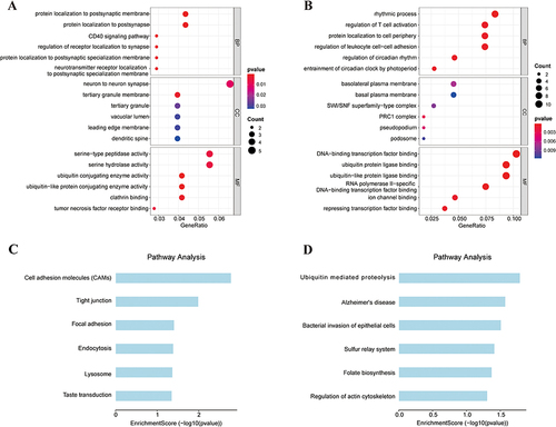 Figure 6 Results of GO term and KEGG pathways enrichment.